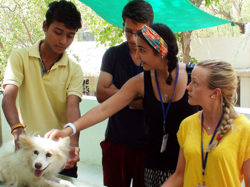 India Animal Care & Rescue